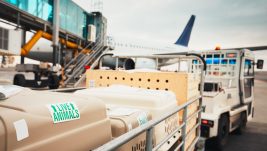 Prevoz psa ili mačke avionom: Svi potrebni koraci, dokumenti i procedure da bi vaš kućni ljubimac leteo