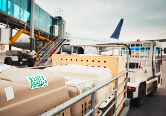 Prevoz psa ili mačke avionom: Svi potrebni koraci, dokumenti i procedure da bi vaš kućni ljubimac leteo